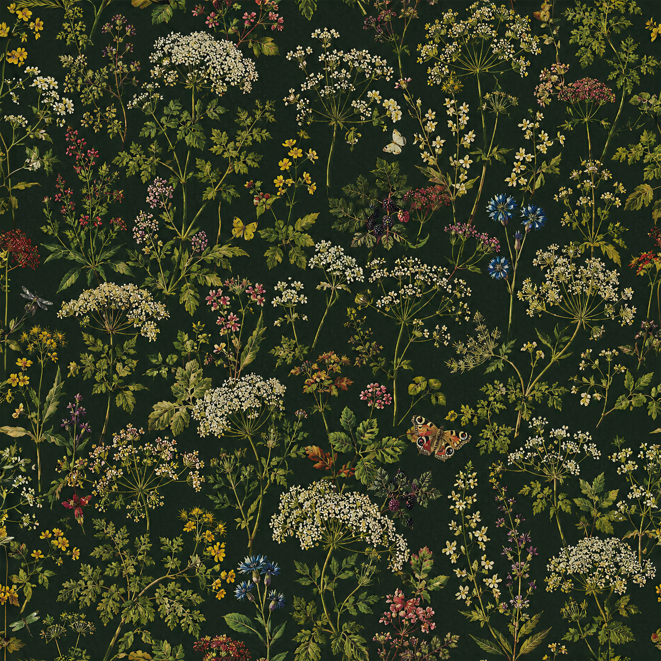 Cow Parsley in Bracken